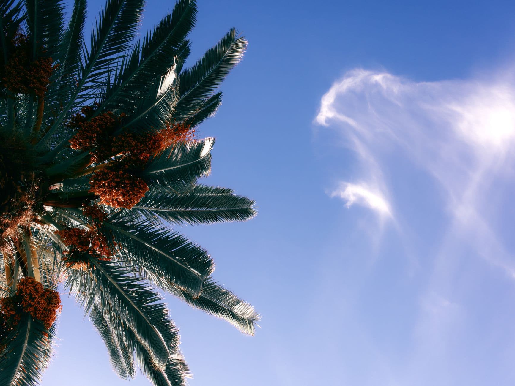 Vibrant palm tree with clusters of dates set against a clear blue sky with wispy clouds.